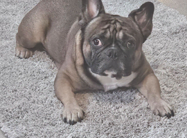 French bulldog male