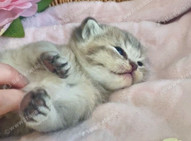 BEAUTIFUL BSH KITTENS