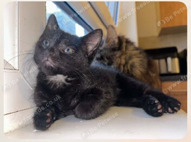 8w old cat