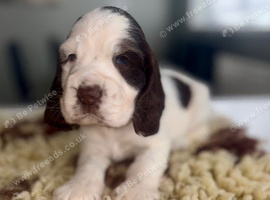 Beautiful full show cocker spaniels