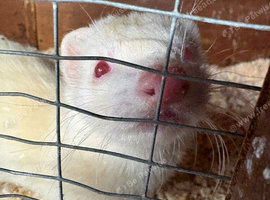 Ferret kit Hobs for sale