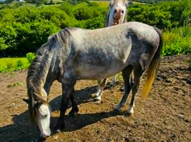 sec A 4 year old dapple grey colt by Gartconnel cicero