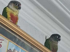 Conure parakeets