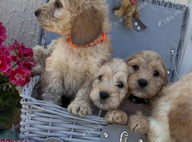 Miniature cockapoo
