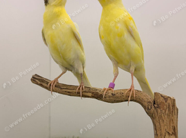 X2 ryalnders canary&rsquo;s this year