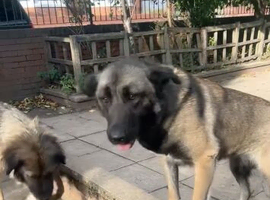 Female  new enough 2 year old