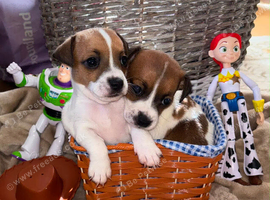 Jack Russel puppies
