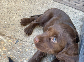 Sprocker pups
