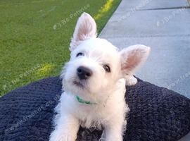 Gorgeous RKC reg West highland white terrier puppies