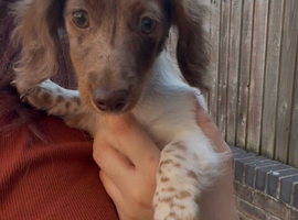 Female Piebald dapple dachshund