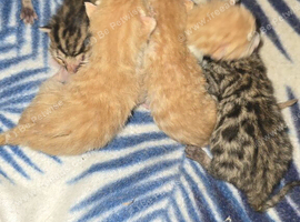 BENGAL X SELKIRK REX BOYS