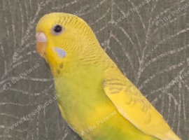 Female 1yr old yellow and green budgie