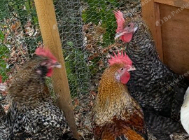 Point of lay hens