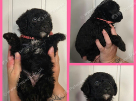 8 Adorable Female Patterpoos
