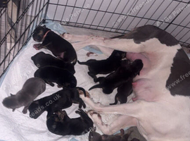 German shepherd / American bulldog puppies