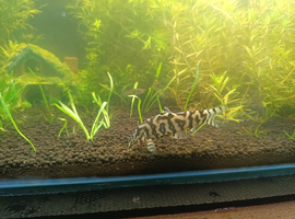 Yo-yo Loach Free