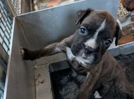 Beautiful Litter Of Boxer Pups