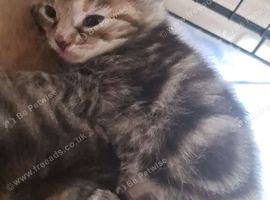 Kittens for sale