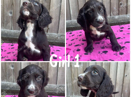 Beautiful cocker spaniel puppies