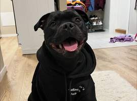Male Staffy 1 Year Old