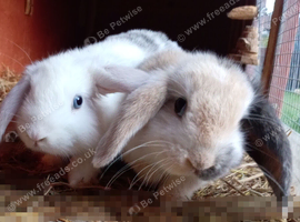 2 x baby rabbits