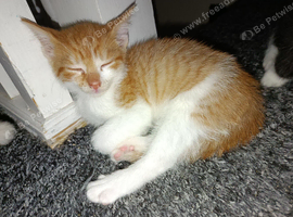 Lovely kittens