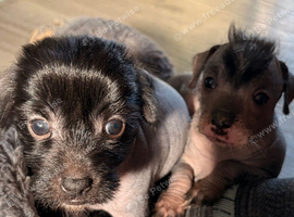 Crestepoo puppies (hairless)
