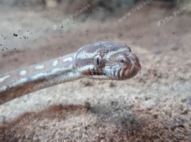Home for snakes