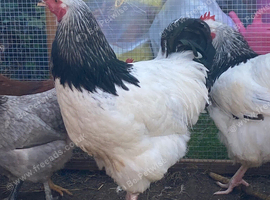 Light Sussex Cockerel