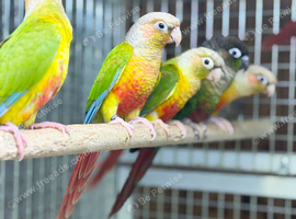 Pineapple conure