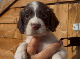 Cocker spaniel puppy&rsquo;s
