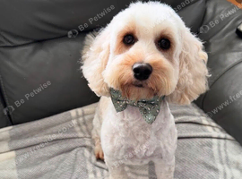 Loving cockapoo