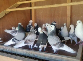 Quality roller pigeons in various colours
