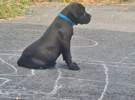Labx staff puppy