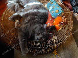 Male cat
