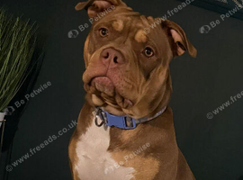 2 puppies for rehoming