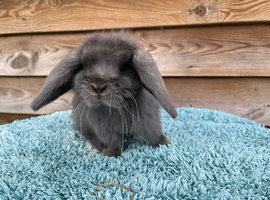 Pure mini lops