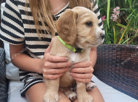 Gorgeous litter of golden cocker spaniel puppies