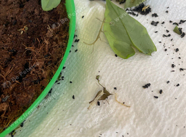 Stick insects for rehoming