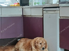 8 gorgeous Retriever pups