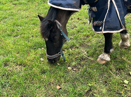 Mare  14hh