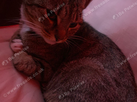 Luna Free