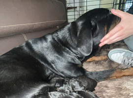 Rottweiler puppies one girl one boy