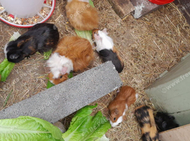 Guinea pigs