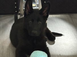 Kc registered female