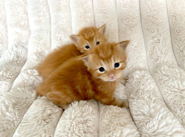 5 Beautiful Kittens