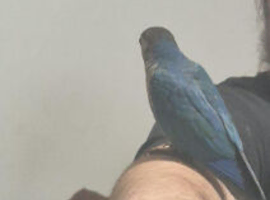 Beautiful hand reared tame conure