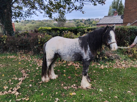 5 year old gelding cob