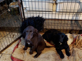cockerpoo puppies for sale