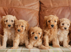 Beautiful Health Tested F1b Cavapoo Puppies